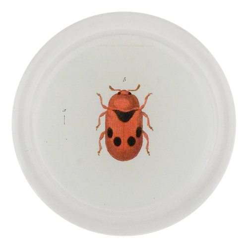 Two Dotted Leaf Beetle (Beetles)