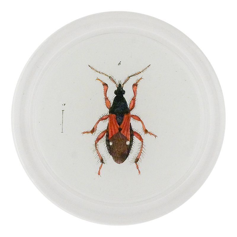 Red & Black Damsel Beetle (Beetles)