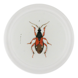 Red & Black Damsel Beetle (Beetles)