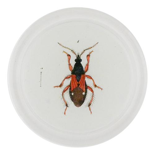 Red & Black Damsel Beetle (Beetles)