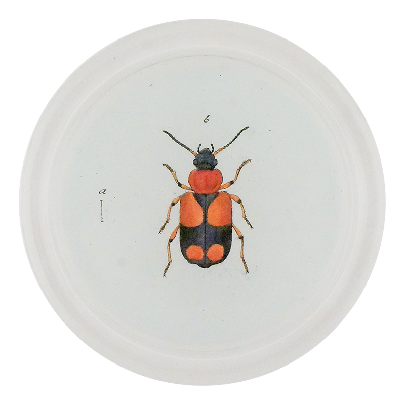 Red & Black Flower Beetle (Beetles)