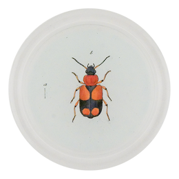 Red & Black Flower Beetle (Beetles)