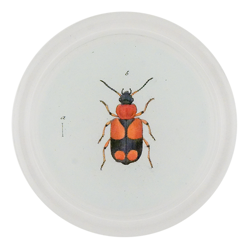 Red & Black Flower Beetle (Beetles)