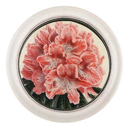 Rhododendron Ange Vervaet