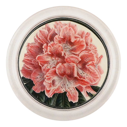 Rhododendron Ange Vervaet