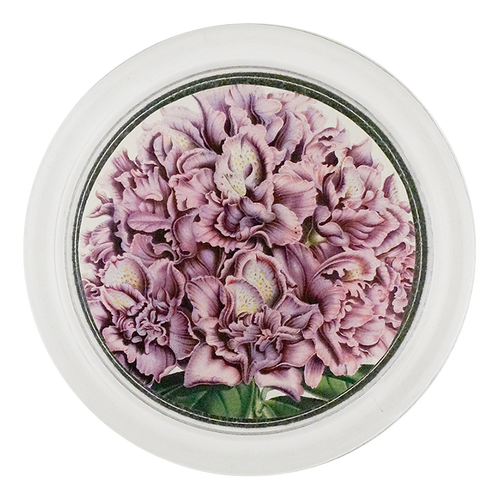 Rhododendron Fastuosum