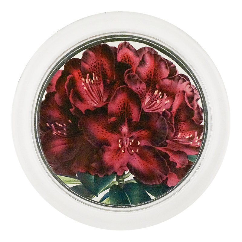 Rhododendron Joseph Whitworth