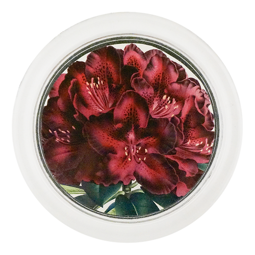 Rhododendron Joseph Whitworth