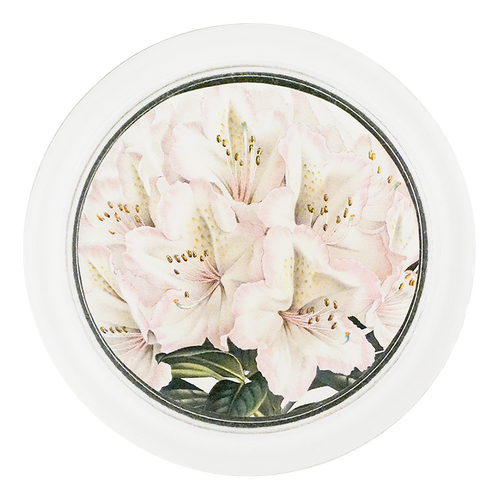 Rhododendron Madame Louis