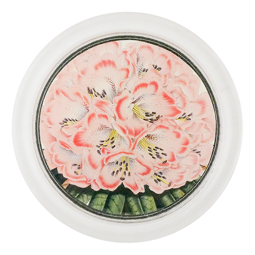 Rhododendron Nilagiricum