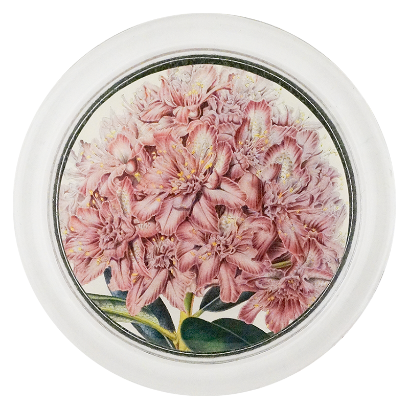 Rhododendron Ponticum