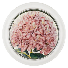 Rhododendron Ponticum