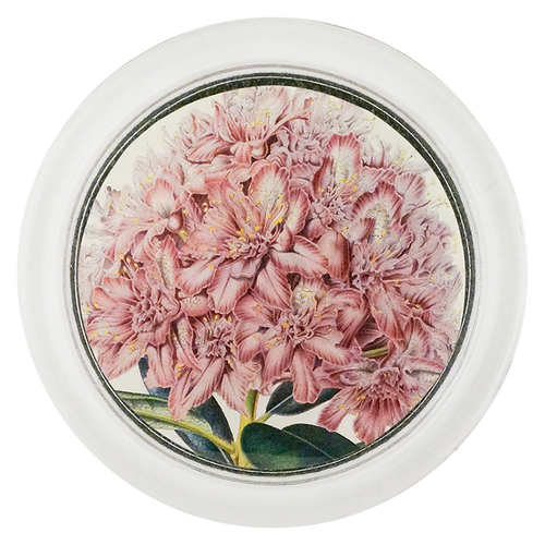 Rhododendron Ponticum