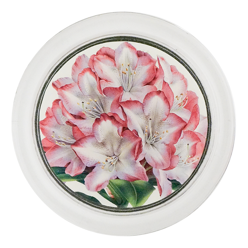 Rhododendron Princess of Wales