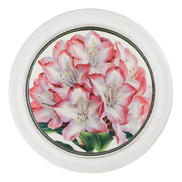 Rhododendron Princess of Wales