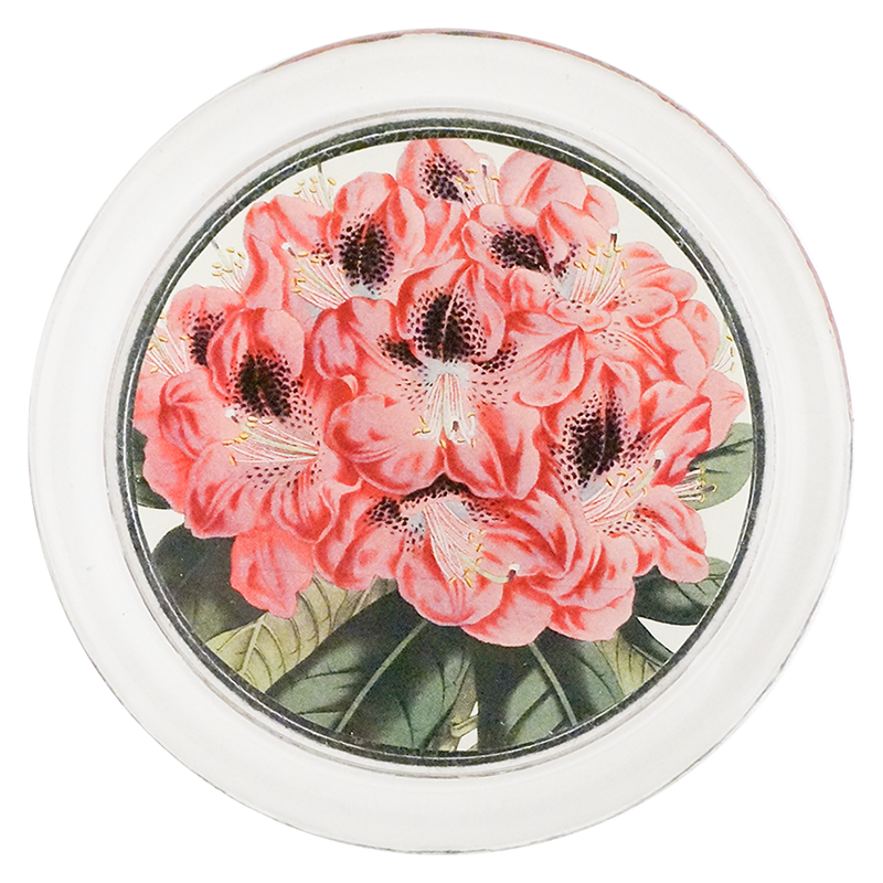 Rhododendron Stamfordianum