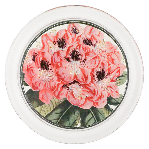 Rhododendron Stamfordianum