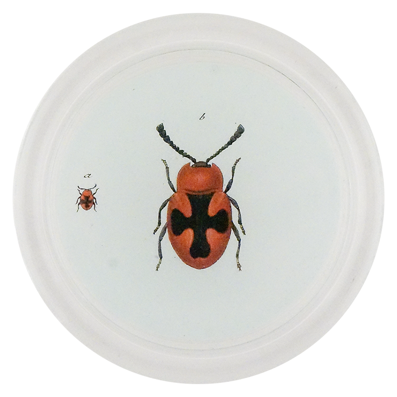 Red Scarlet Fungus Beetle (Beetles)