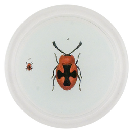 Red Scarlet Fungus Beetle (Beetles)