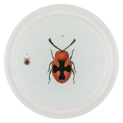 Red Scarlet Fungus Beetle (Beetles)