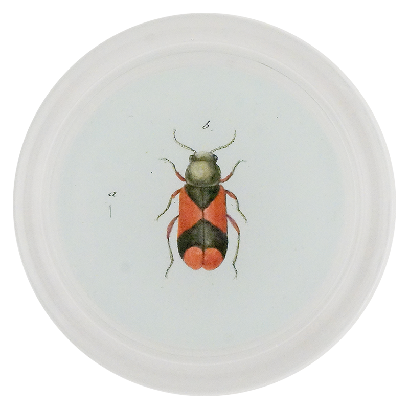 Soft-Winged Flower Beetle (Beetles)
