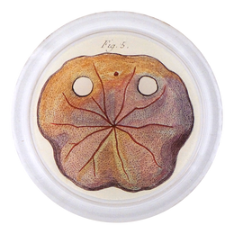Urchin Fig. 5 (Pl. 147) - FINAL SALE
