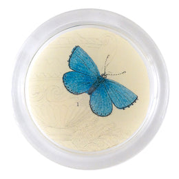 Adonis, Male Butterfly (19th c. Naturalist)- FINAL SALE