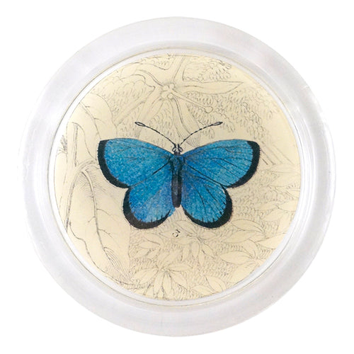 Argus Butterfly (19th c. Naturalist) - FINAL SALE