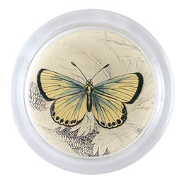 Chalkhill Butterfly (19th c. Naturalist) - FINAL SALE