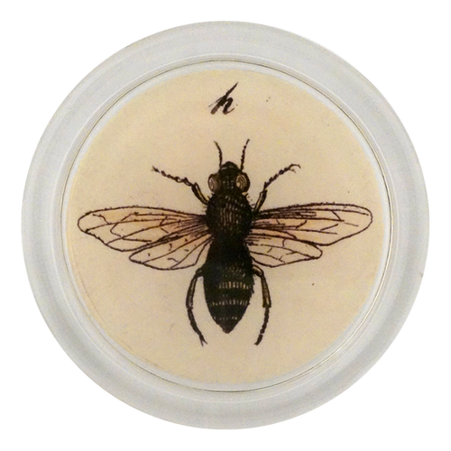 Fruit Fly - FINAL SALE