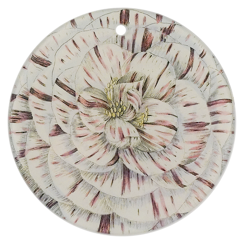 Camellia Japonica Campbelli