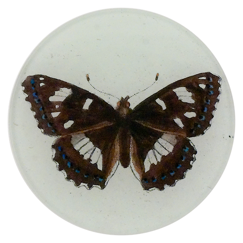 Pailios 5