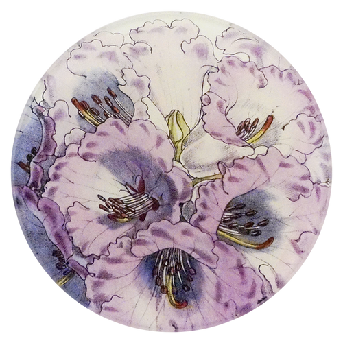 Rhododendron Niveum