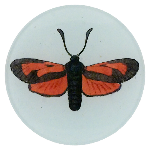 Zygaena Pyrhia Fabr.