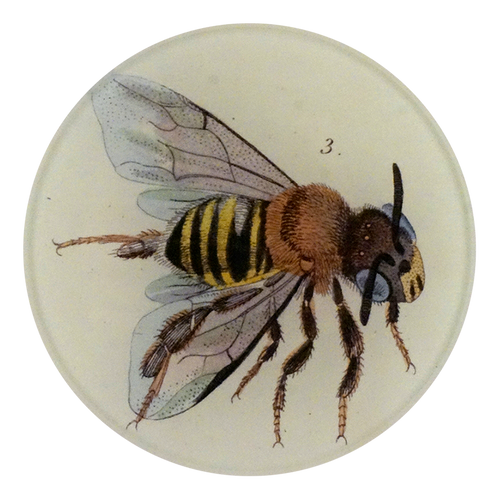 Melipona (Stingless Bee)
