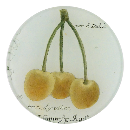 Var. S. Dulcis - FINAL SALE