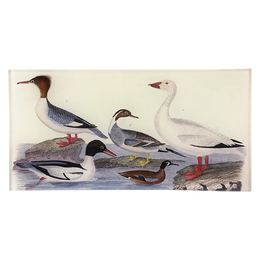 Gulls 68