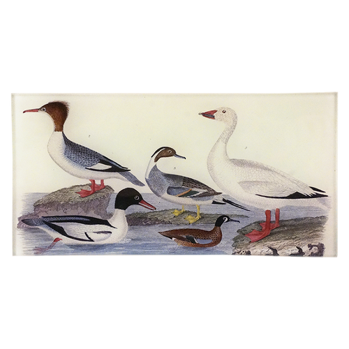 Gulls 68