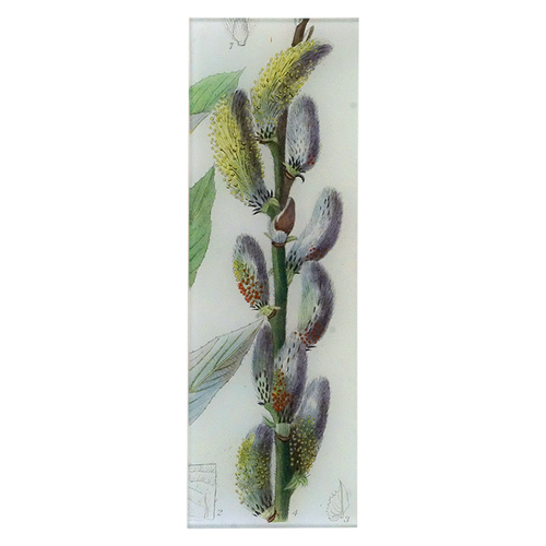 Salix Gracilistyla