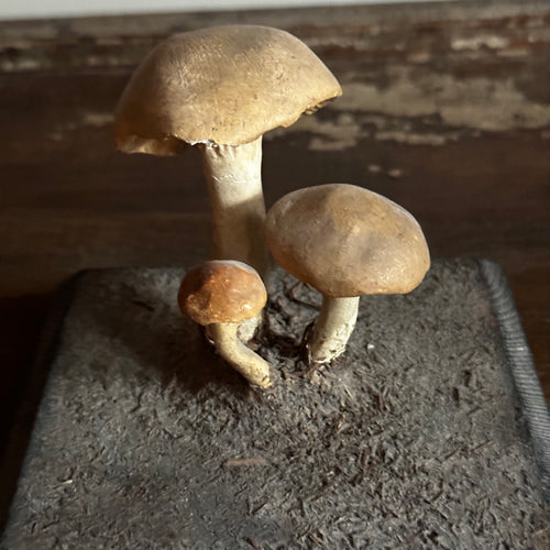 Antique Mushroom Model #5