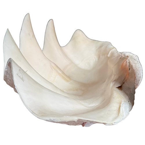 Giant Vintage Clam Shell