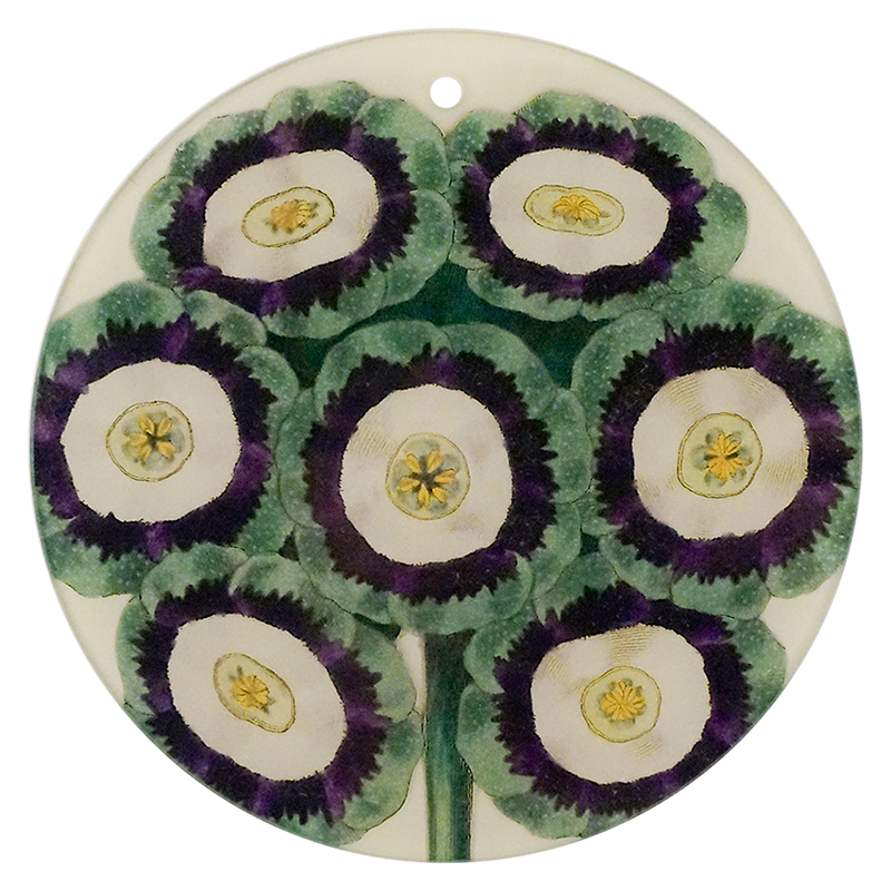 Green Primrose