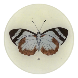 Butterfly B (Brown)