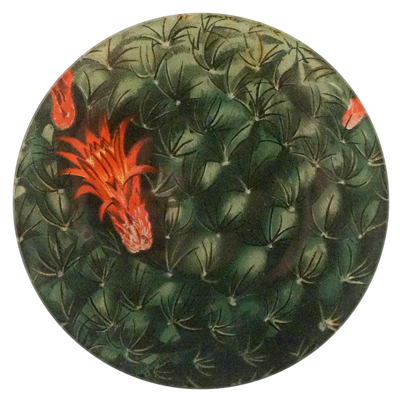 A five inch round glass plate featuring a close up image of a cactus with a red flower