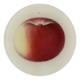 Lady Apple 1 - FINAL SALE