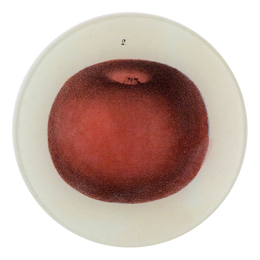 Lady Apple 2 - FINAL SALE