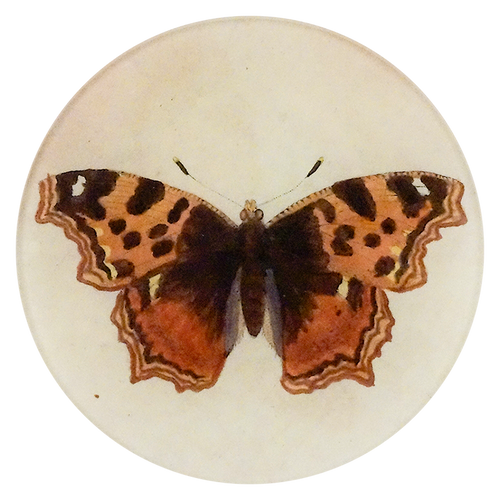 Papilio N.