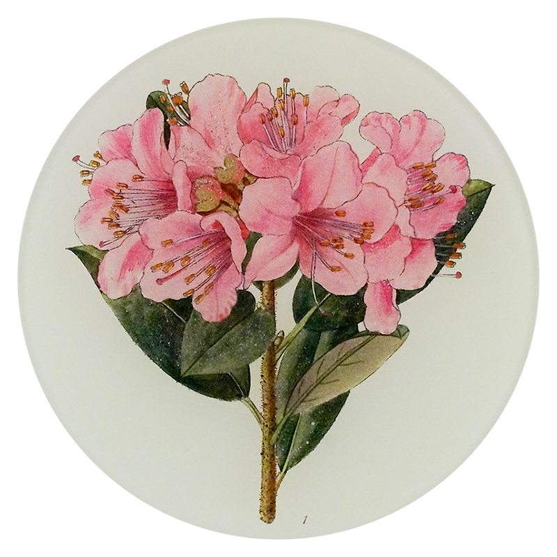 A five inch round plate with pink flowers and green leaves on a white background