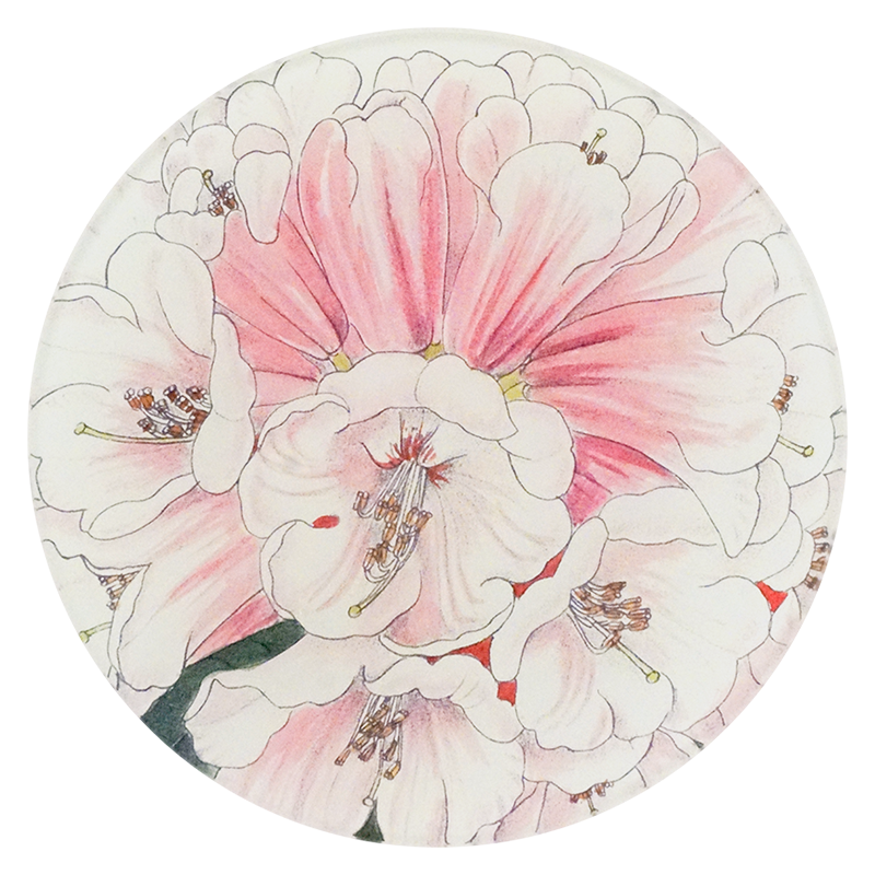 A five inch round plate with pink and white floral design on a white background