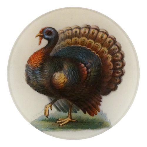 Wild Turkey